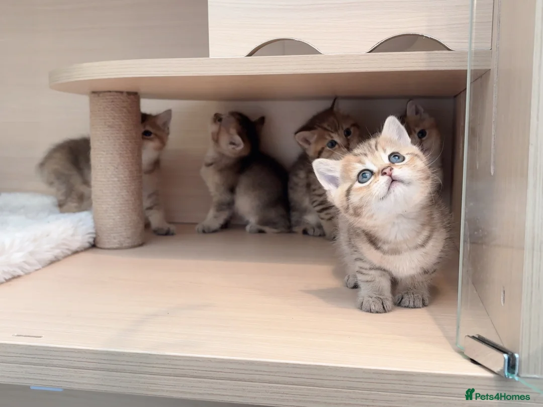 British Shorthair cats for sale: Adorable BSH Golden Shaded (25) Kittens - Advert 2