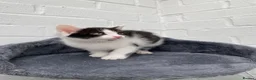 Mixed Breed cats for sale: Kittens for sale  in Peterborough - Advert 7