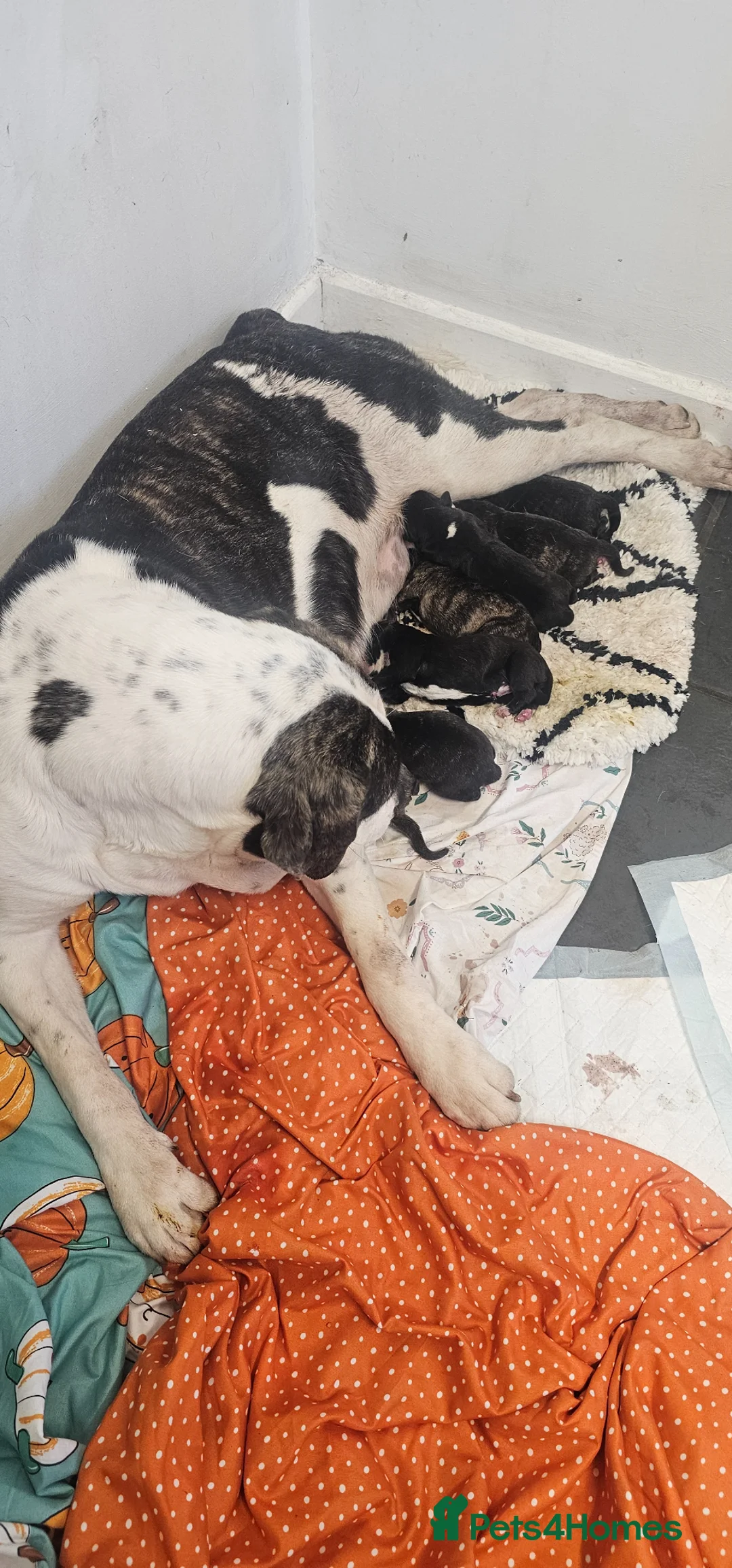 Mixed Breed dogs for sale: Puppies  - Advert 7