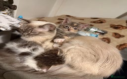 Mixed Breed cats for sale: Stunning grey and white mix boy - Image 3