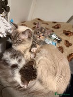 Mixed Breed cats - Advert 8