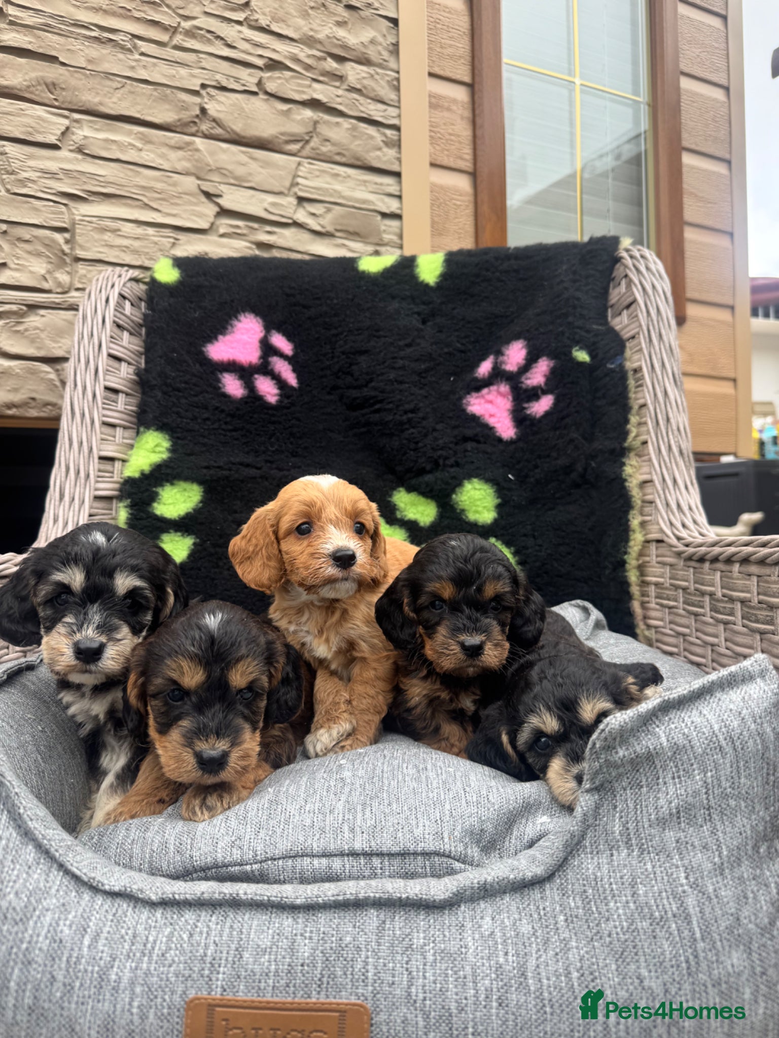 Cockapoo dogs F1 PRA CLEAR COCKAPOOS(council licensed breeder) - Advert 1