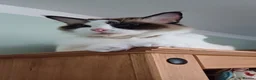 Ragdoll cats for sale: Playful Ragdoll Kittens in Plymouth - Advert 1