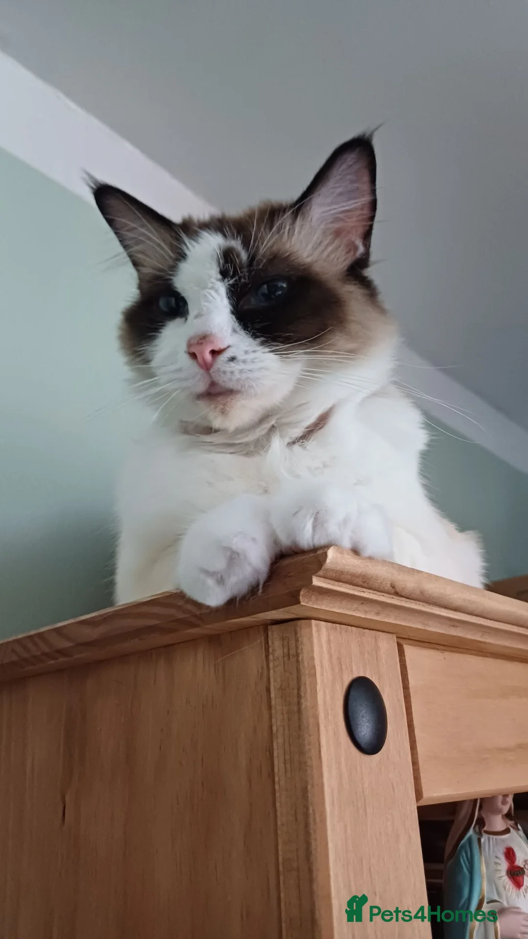 Ragdoll cats for sale: Playful Ragdoll Kittens in Plymouth - Advert 1