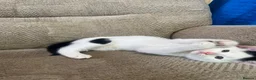 Mixed Breed cats for sale: 5 Gorgeous Kittens in Halifax - Advert 6
