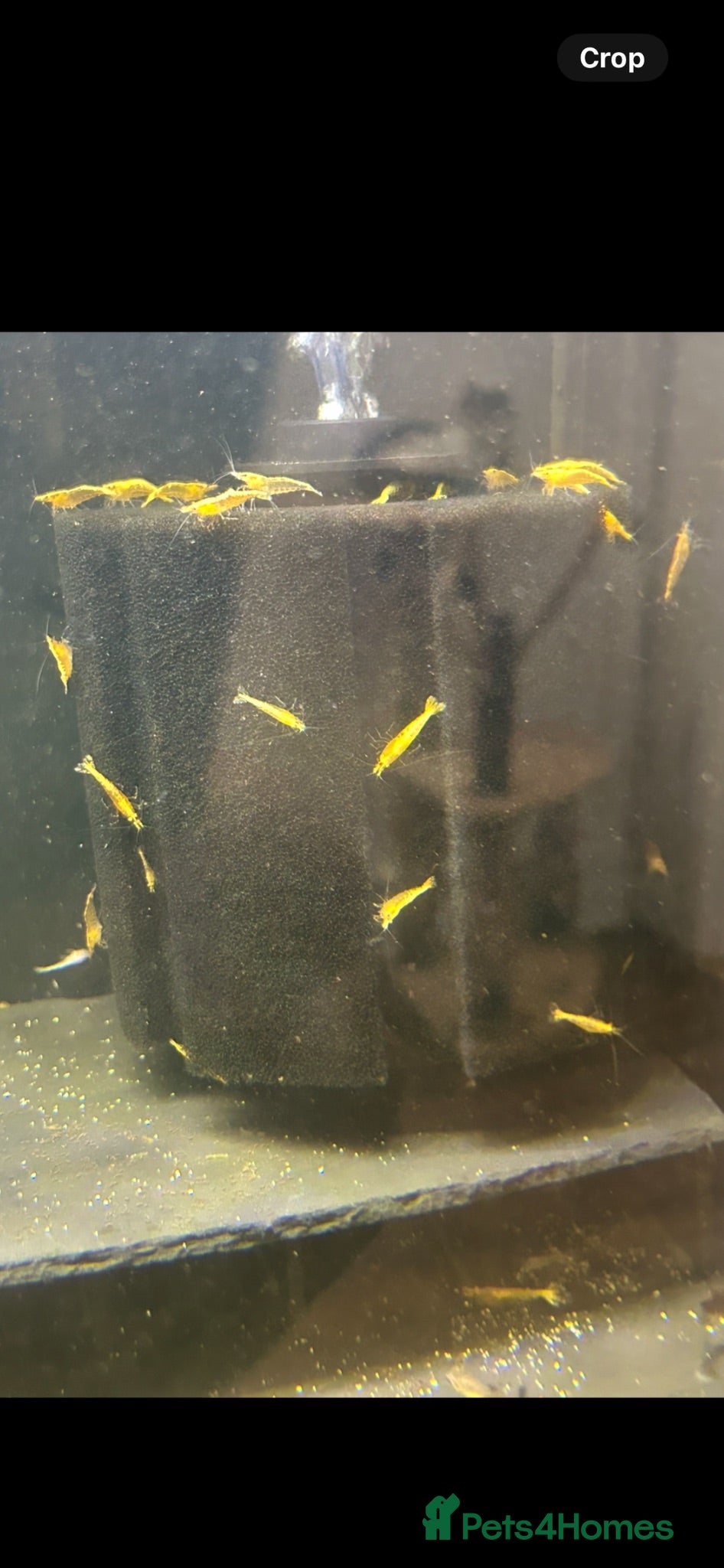 Shrimps fish Yellow Neo shrimp x12  - Advert 1