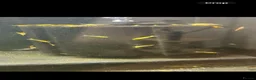 Shrimps fish for sale: Yellow Neo shrimp x12  - Advert 1
