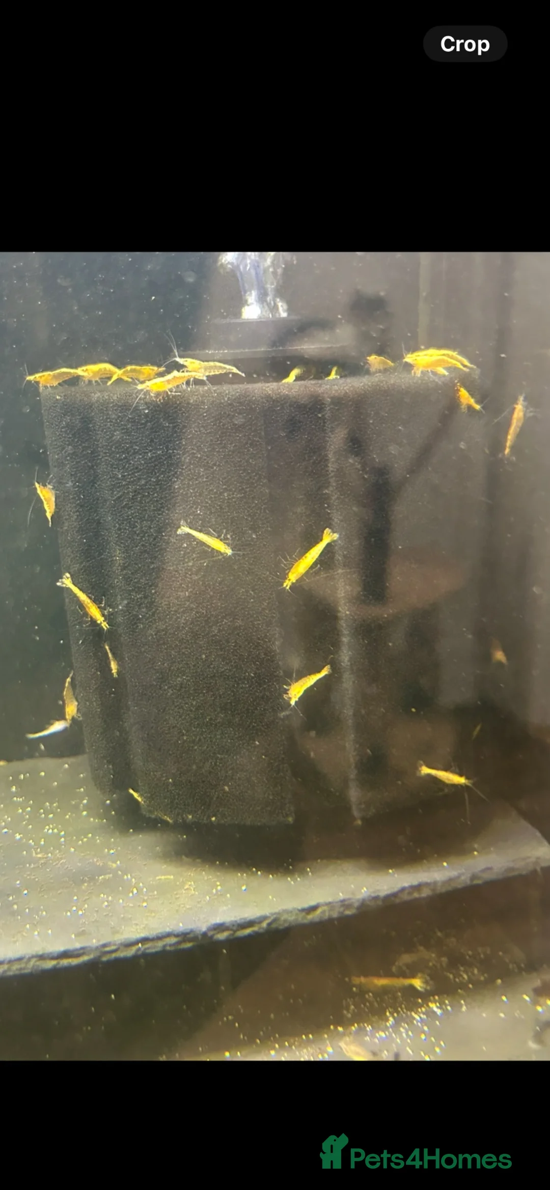 Shrimps fish for sale: Yellow Neo shrimp x12  - Advert 1