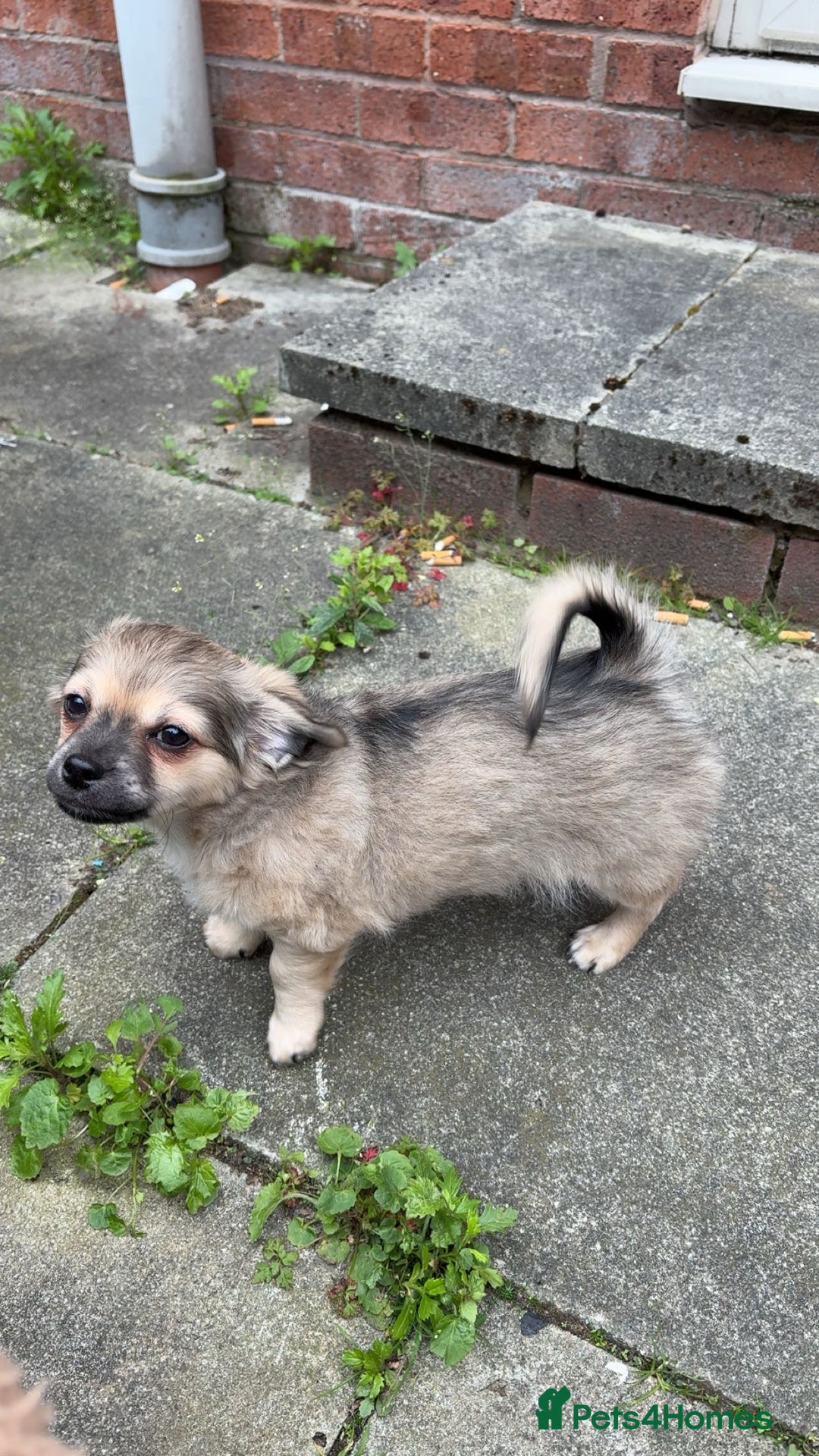 Chug dogs for sale: Male  - Image 6