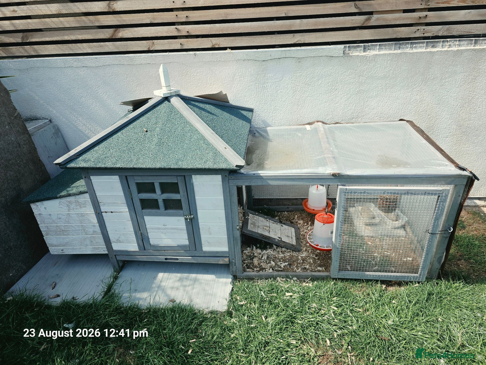 Chickens poultry 20 week old Silkies, with coop and feed - Advert 2