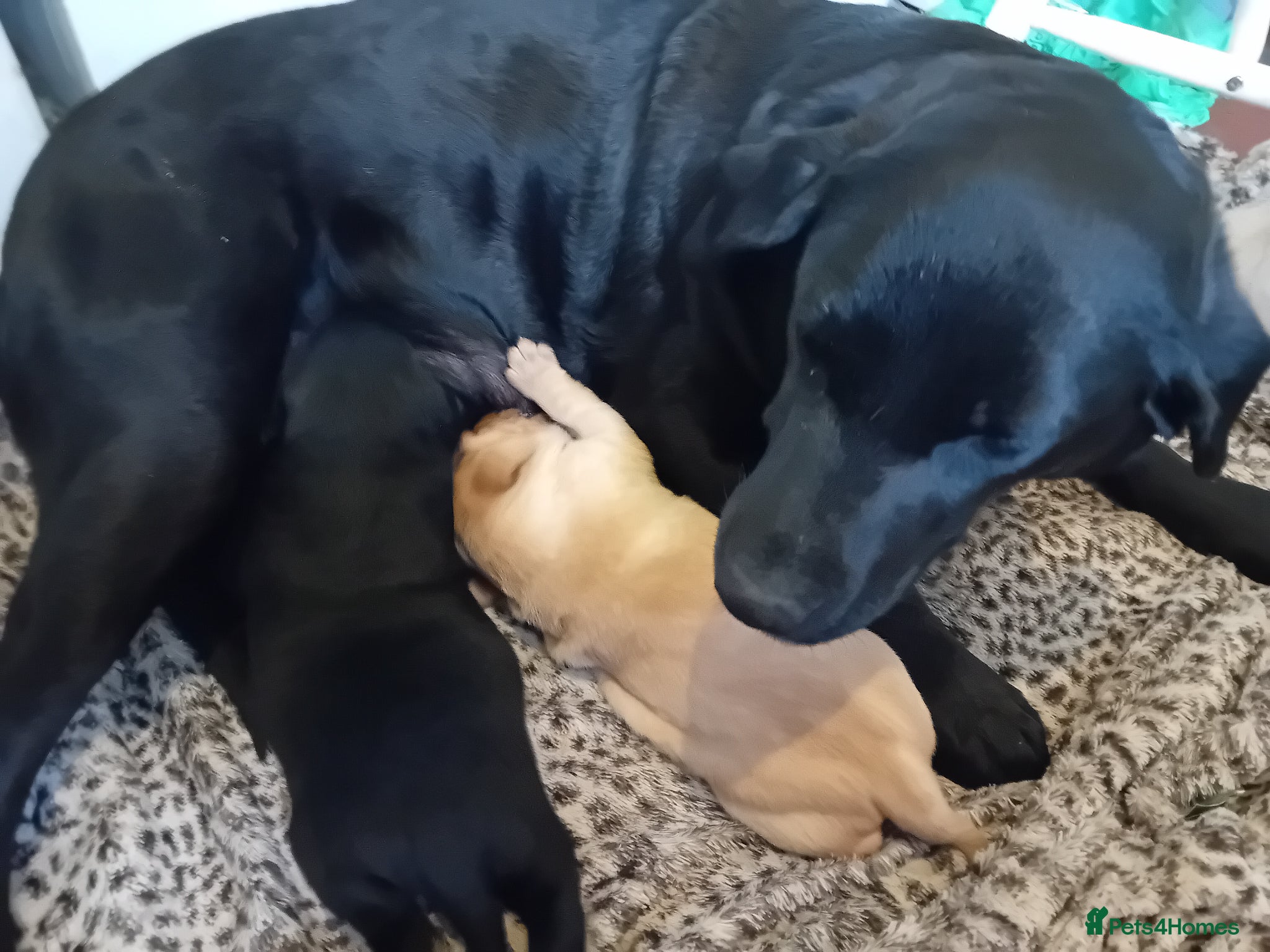 Labrador Retriever dogs Beautiful Labrador Puppies  - Advert 1
