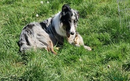 Border Collie dogs for stud: TRI BLUE MERLE BORDER COLLIE PROVEN STUD  - Image 12