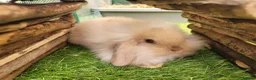 Mini Lion Lop rabbits for sale: Adorable Mini Lion Lops - READY JULY 1ST - Advert 4