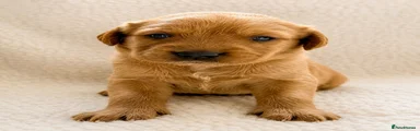 Labrador Retriever 4