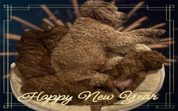 Toy Poodle dogs for sale: Lady red Kc toy poodle female  - Image 8