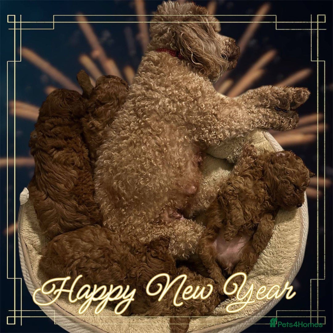 Toy Poodle dogs for sale: Lady red Kc toy poodle female  - Image 8
