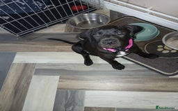 Staffordshire Bull Terrier dogs for sale: Staffordshire bull terror puppies  in London - Image 30