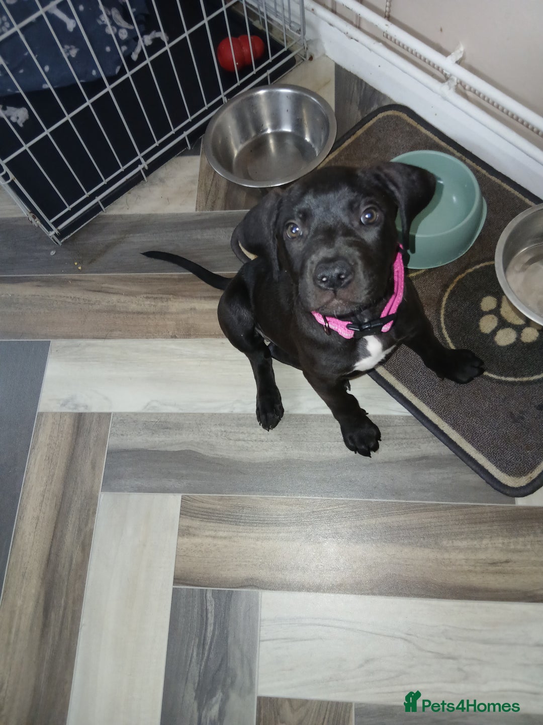Staffordshire Bull Terrier dogs for sale: Staffordshire bull terror puppies  in London - Image 30