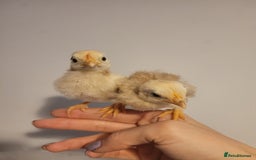 Chickens poultry for sale: Pure Serama Chick Pairs – Silkie Feather Type  - Image 7