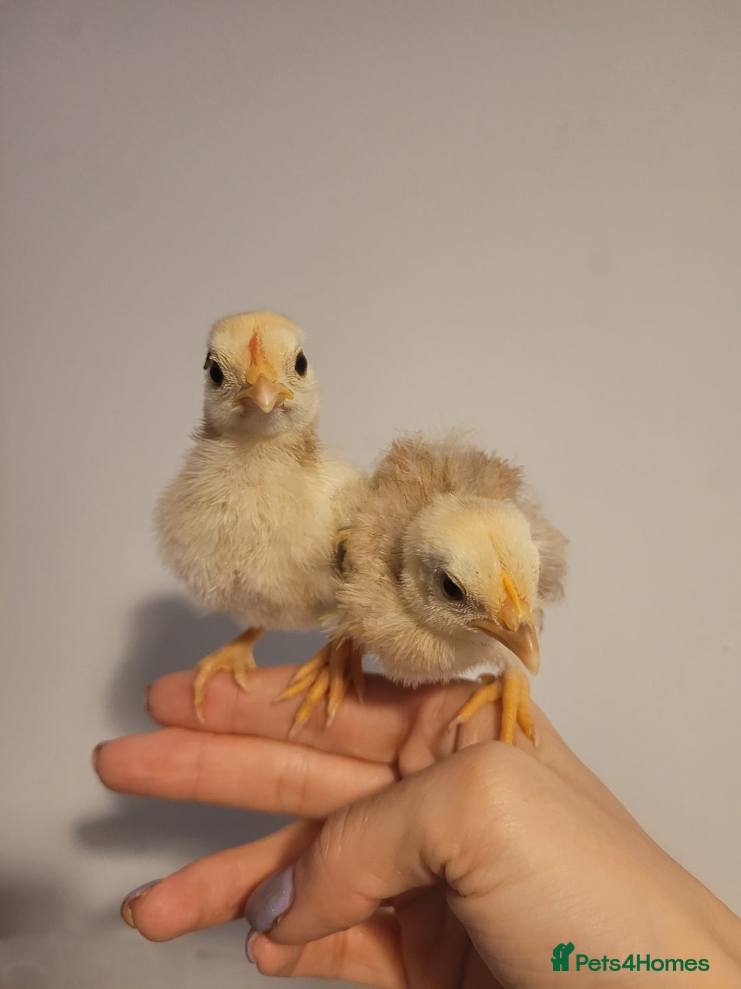 Chickens poultry for sale: Pure Serama Chick Pairs – Silkie Feather Type  - Image 7