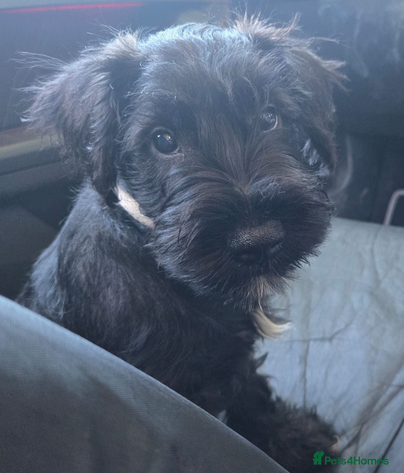 Miniature Schnauzer dogs Miniature schnauzer puppy - Advert 18