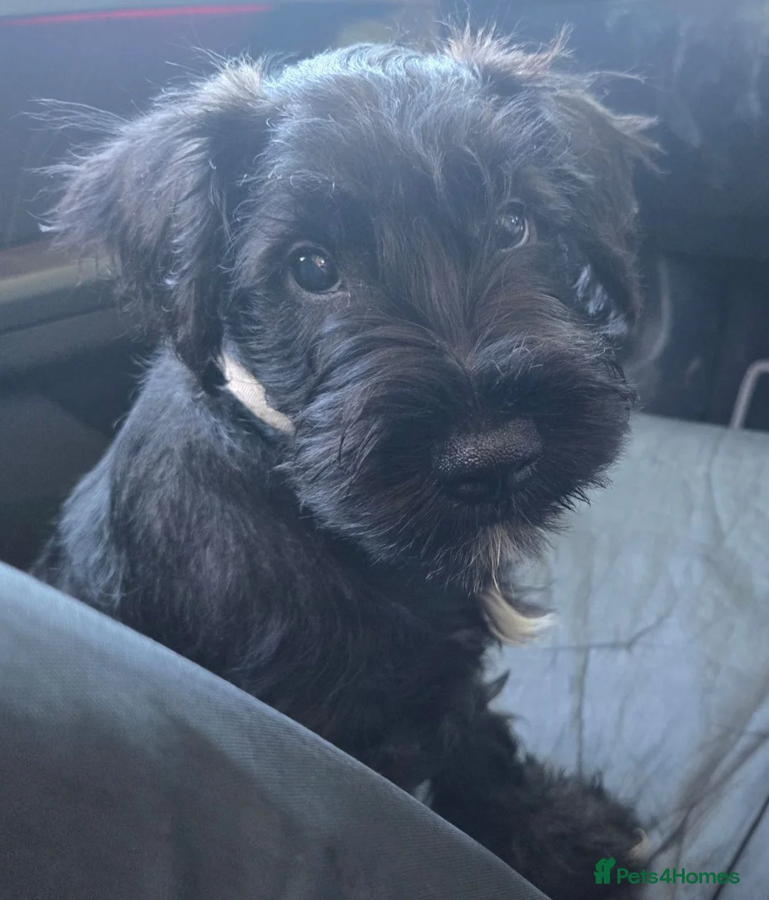 Miniature Schnauzer dogs for sale: Miniature schnauzer puppy - Advert 1