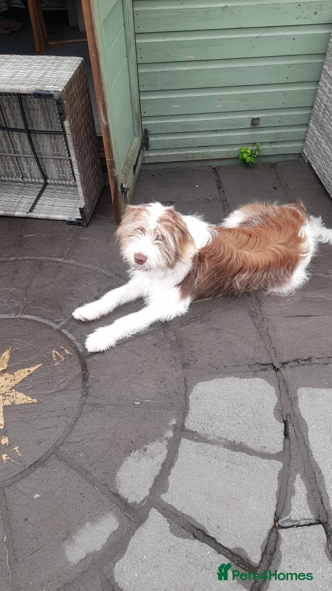 Bearded Collie dogs for sale: Bearded collie male  - Advert 2