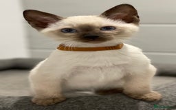 Siamese cats for sale: GCCF Registered Traditional Siamese Kittens  - Image 22
