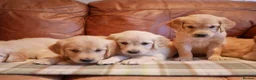 Golden Retriever dogs for sale: Quality KC Health Tested Golden Retriever Puppies - Advert 10