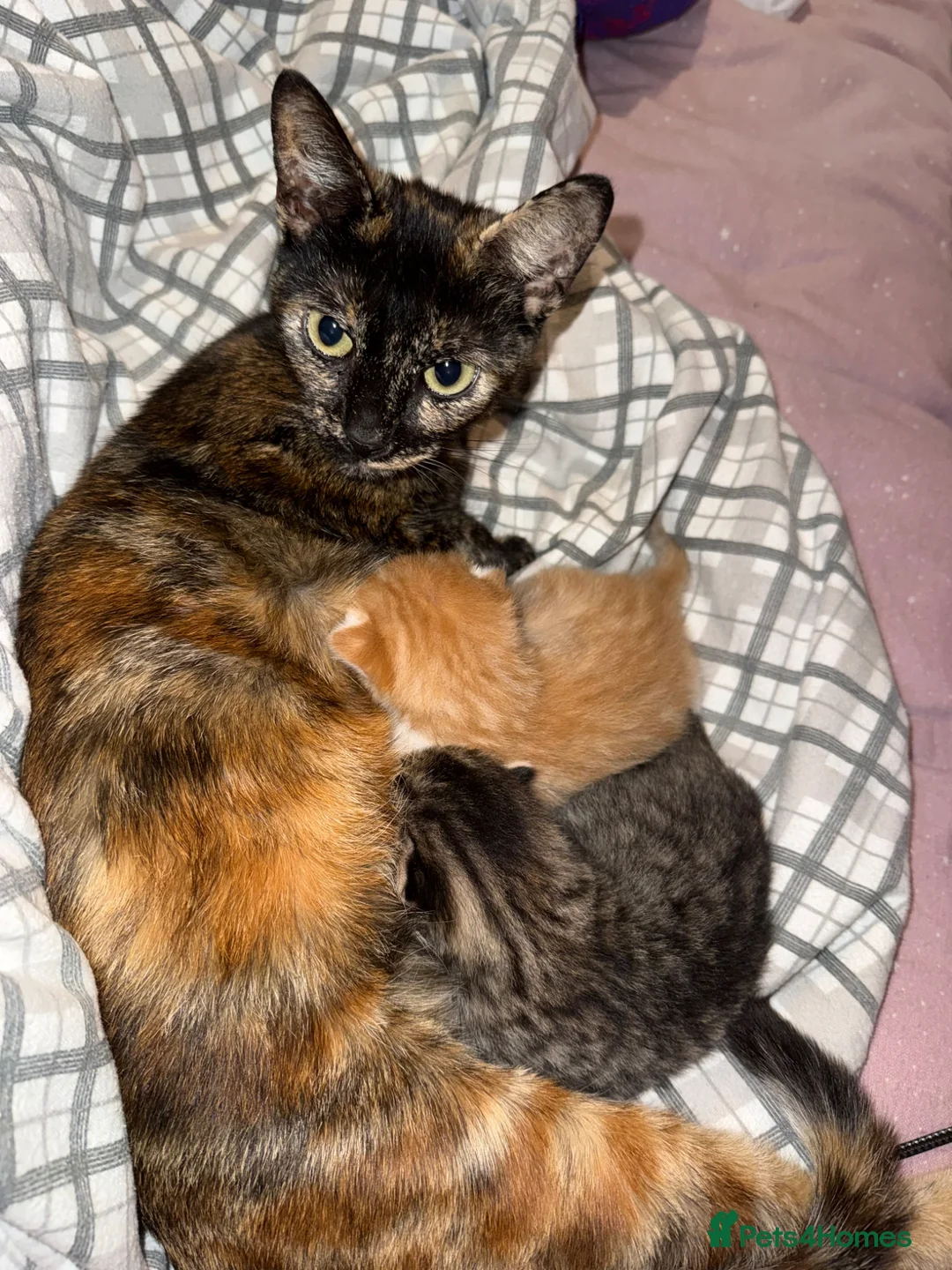 Mixed Breed cats for sale: Grey tabby & female ginger and cream kitten  - Advert 10