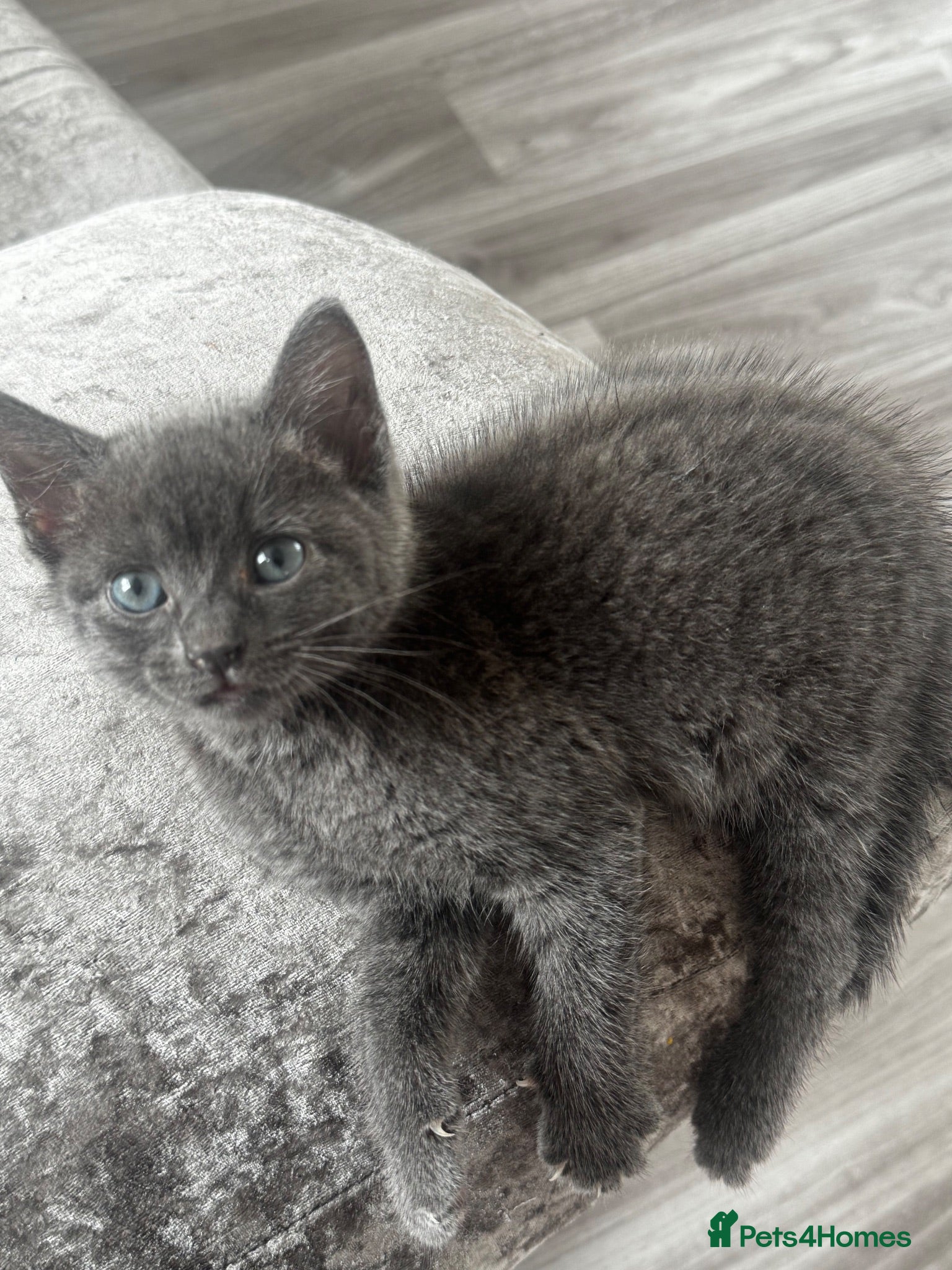 Mixed Breed cats One beautiful female grey kitten left  - Advert 2