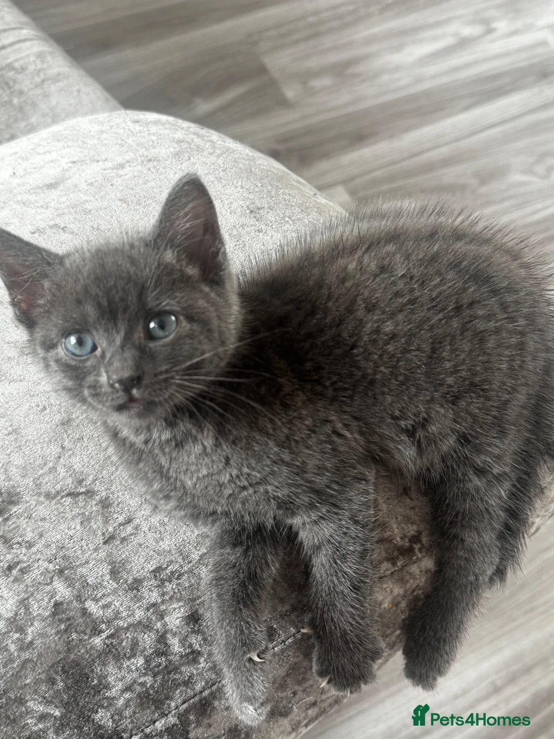 Mixed Breed cats for sale: One beautiful female grey kitten left  - Advert 1