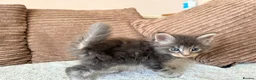 Maine Coon cats for sale: Tica registered mainecoon kittens ready to view - Advert 9