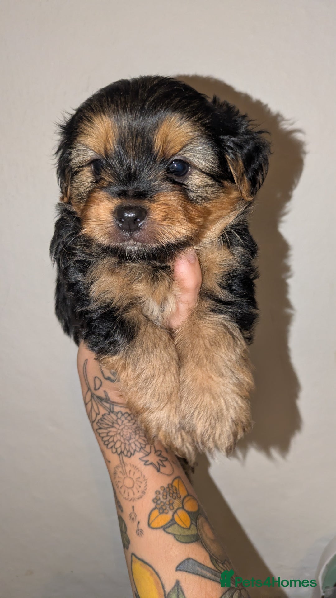 Mixed Breed dogs for sale: Porkies (Pom x Yorkie) Puppies! - Image 6