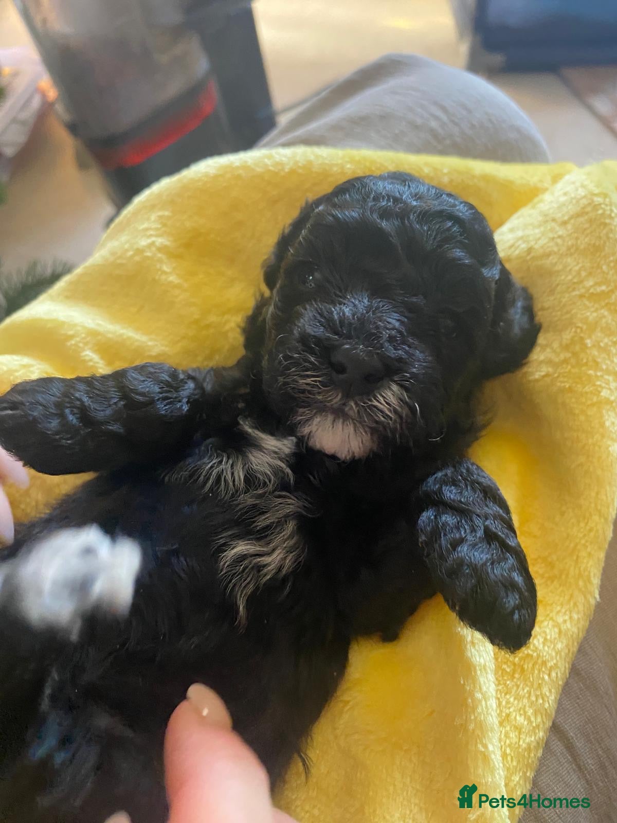 Lhasapoo dogs LHASAPOOPOO PUPPIES  - Advert 2