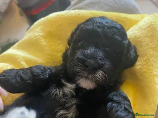 Lhasapoo dogs LHASAPOOPOO PUPPIES - Advert 2