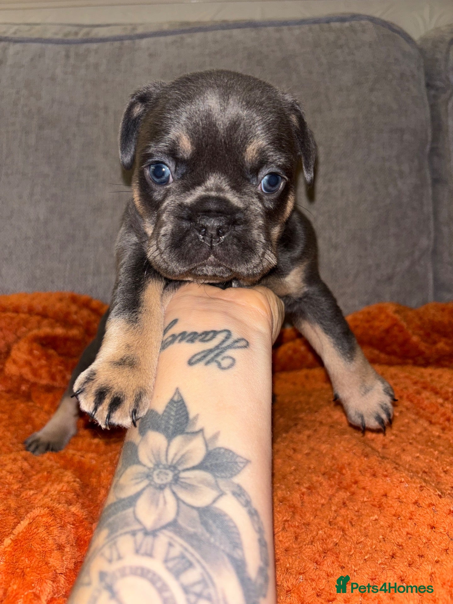 French Bulldog dogs for sale: Beautiful frenchie pups - Advert 11