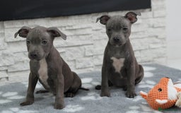 Staffordshire Bull Terrier dogs for sale:  Staffy Puppies 🐶  - Image 5