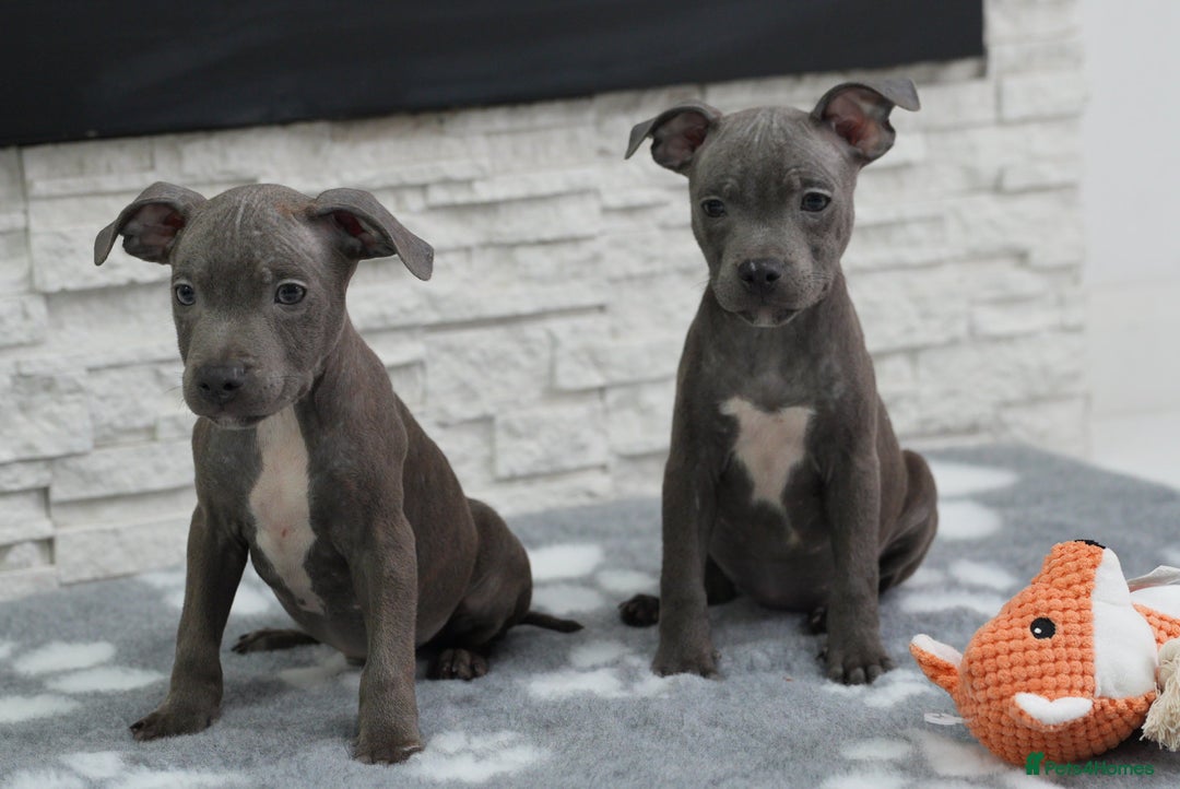 Staffordshire Bull Terrier dogs for sale:  Staffy Puppies 🐶  - Image 5