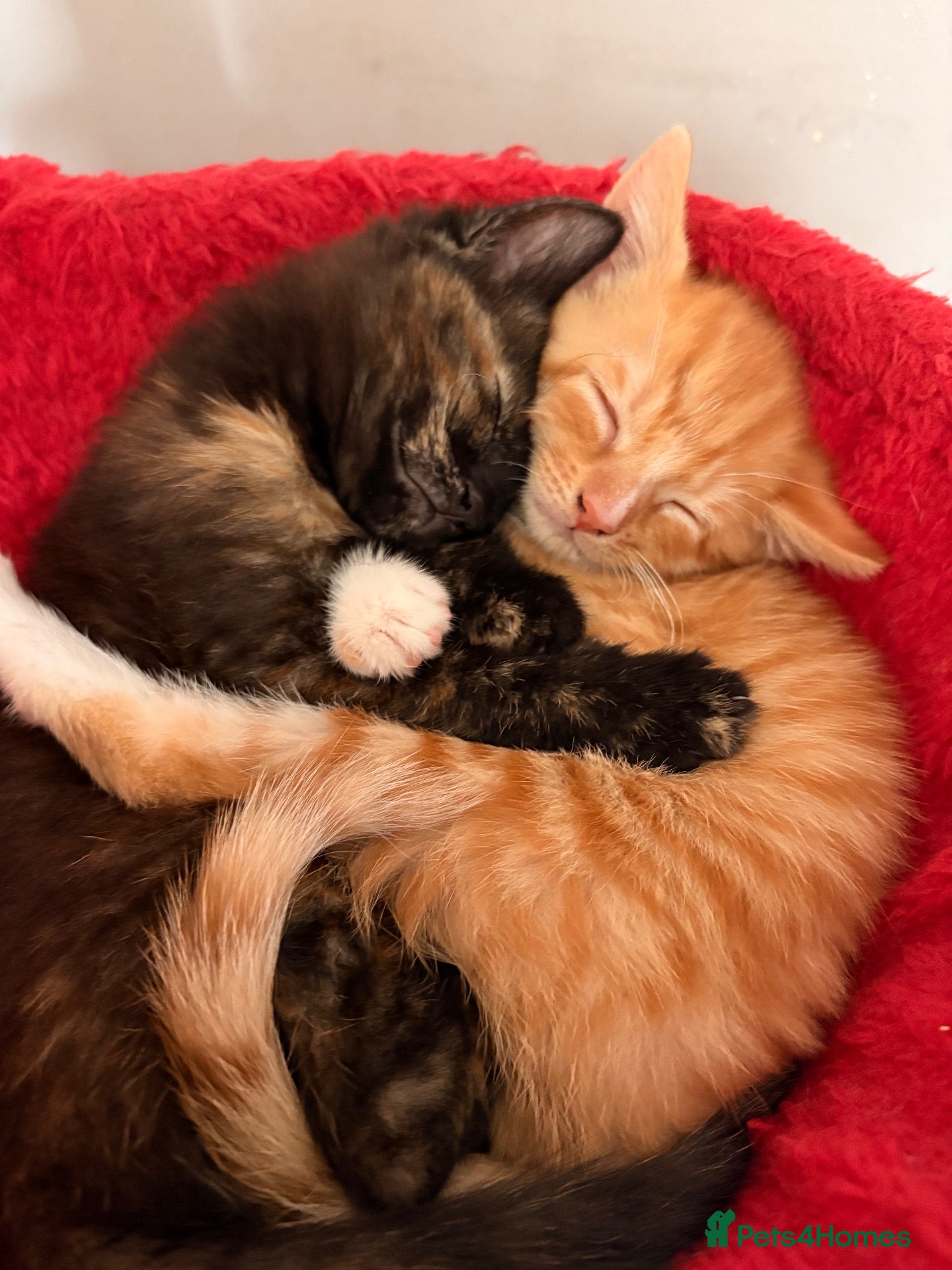 Domestic Shorthair cats 3 x 8wk old kittens.  - Advert 1