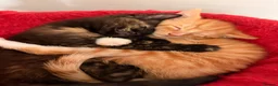 Domestic Shorthair cats for sale: 3 x 8wk old kittens.  - Advert 1