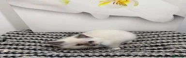 Ragdoll Kitten 1 - gray collar