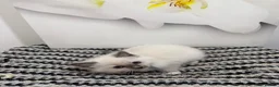 Ragdoll cats for sale: TICA Pedigree Ragdolls Kittens  - Advert 10
