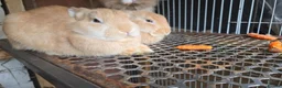 Lionhead rabbits for sale: Lion Head  (Fluffy Blue eyes ) - Advert 3
