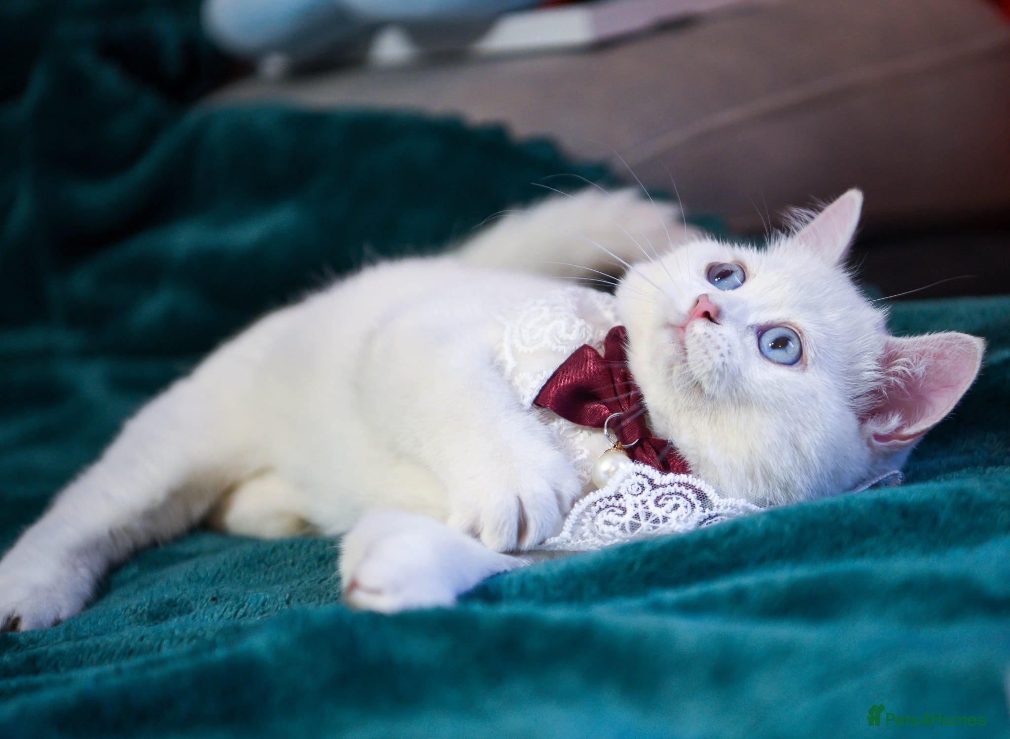 Scottish Fold cats Golden and silver Scottish fold / straight girls  - Advert 2