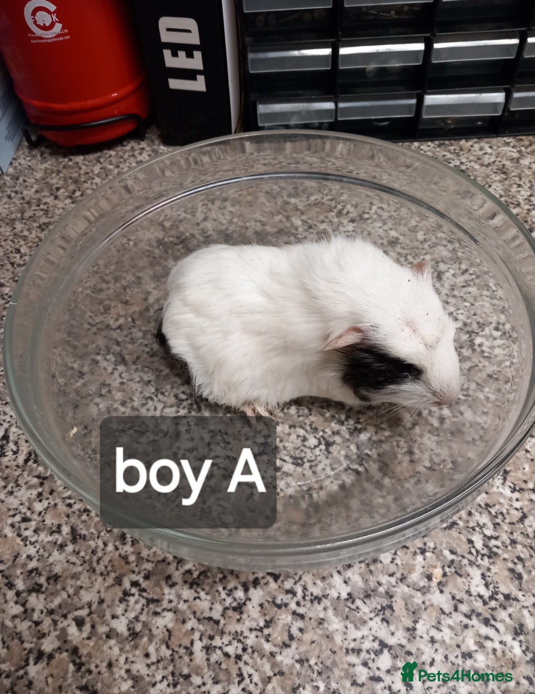 Guinea Pig rodents Last boy Baby guinea pig ready now - Advert 20