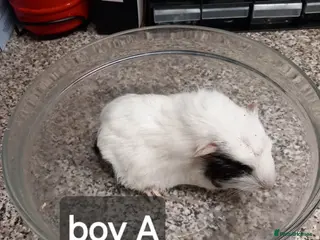 Guinea Pig rodents Last boy Baby guinea pig ready now - Advert 20