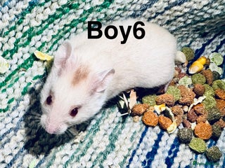Hamster rodents Baby Syrian hamsters - Advert 3