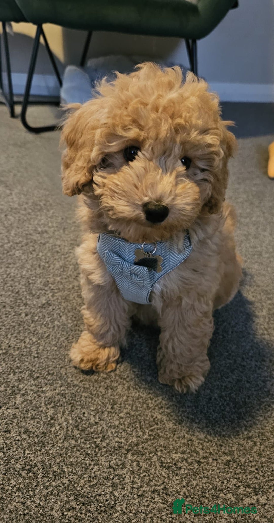 Miniature Poodle dogs for stud: Stunning proven KC health tested Red Stud in Reading - Image 17