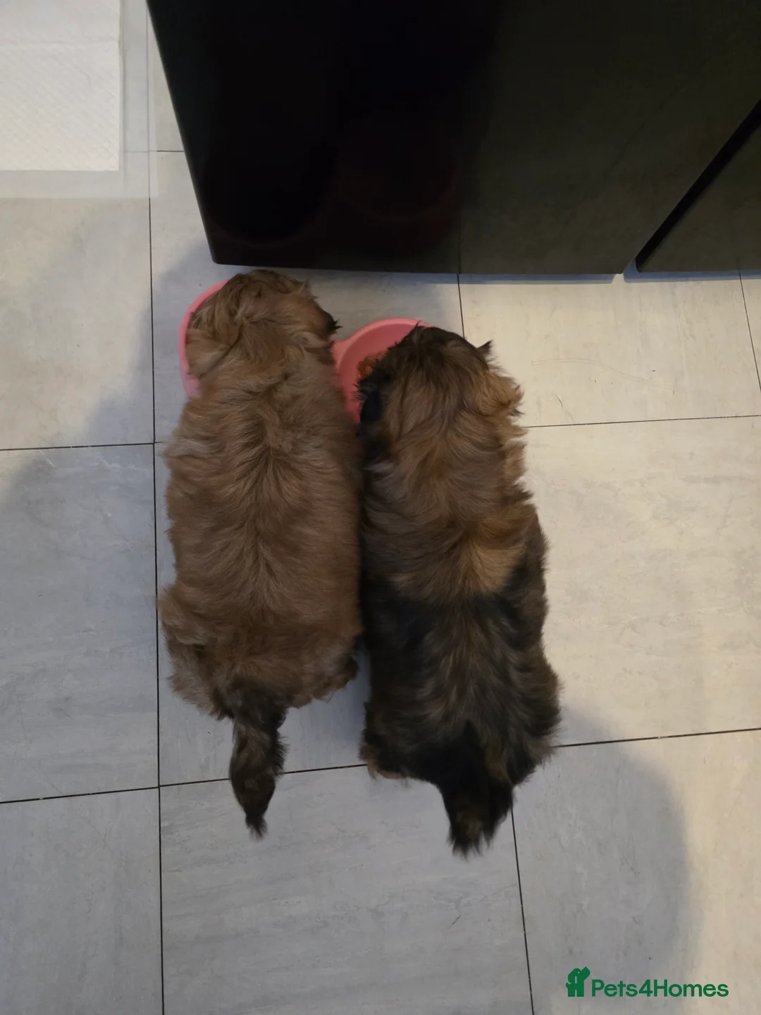 Shih Tzu dogs for sale: Two Beautiful Full Pedigree Shih Tzu Girls - Advert 2